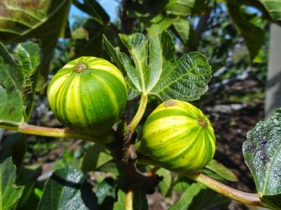 Ficus carica